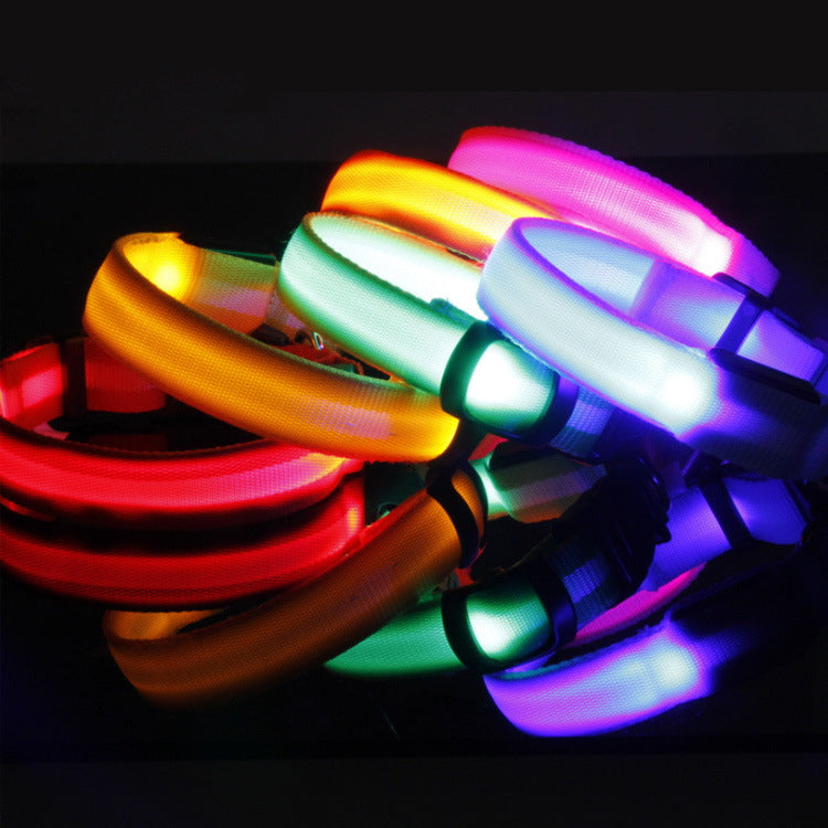 LED hundehalsbånd på hund